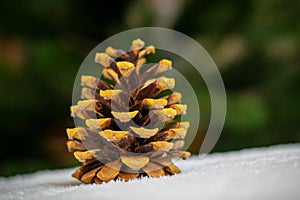 Pine cone in the forest on the snow on a blurred background