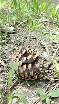 Pine cone