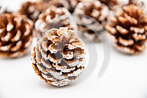 Pine cone in front of group of other pine cones