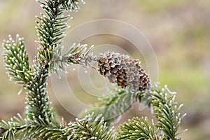 Pine cone on frosted branch .