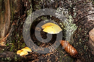 Pine cone and fungi