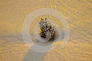 Pine cone on golden sand at sunset