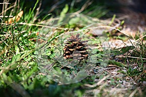 The pine cone on a grass