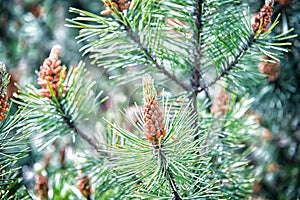 Pine cone and green needles on fir tree in krakow, poland. Christmas and new year holiday celebration. Evergreen nature and renewa