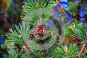 Pine cone on green pine tree branches
