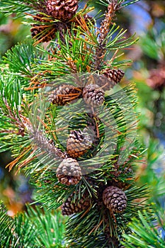 Pino cono sobre el verde pino un árbol 