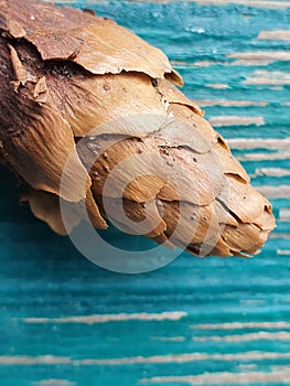 Pine cone on a green wooden background.