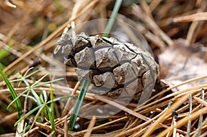 A pine cone is on the ground