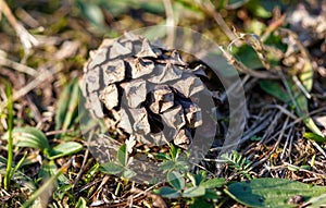 A pine cone is on the ground