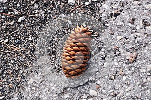 Pine cone on the ground. Close-up - a bump.