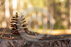 Pine cone on ground covered by needles