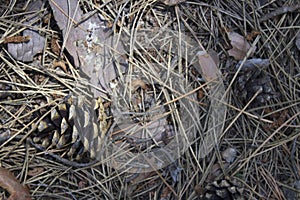 Pine cone on the ground, forest, spruce