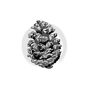 Pine cone, hand drawn illustration. Vector design for Christmas, officinal logotype, organic products symbol. photo