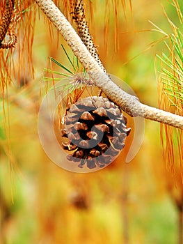 Pine cone hanging on branch