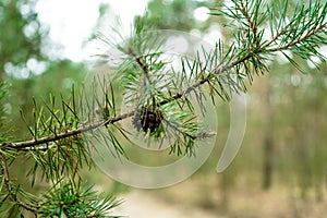 A pine cone hanging from a tree. Green macro photo for backgrounds.