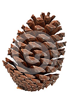 Pine Cone Isolated
