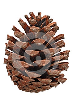 Pine Cone Isolated