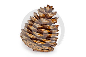 Pine Cone Isolated