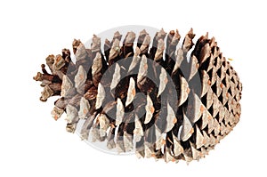 Pine cone isolated