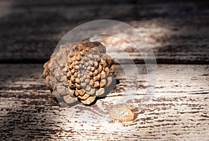 Pine cone on an isolated background with a picture of the structure of the cone