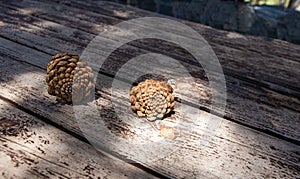 Pine cone on an isolated background with a picture of the structure of the cone