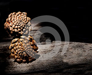 Pine cone on an isolated background with a picture of the structure of the cone