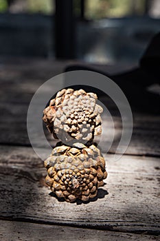 Pine cone on an isolated background with a picture of the structure of the cone