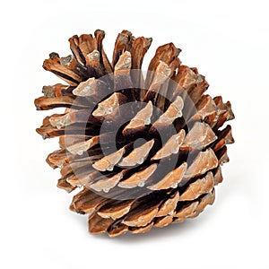 Pine Cone Isolated On White