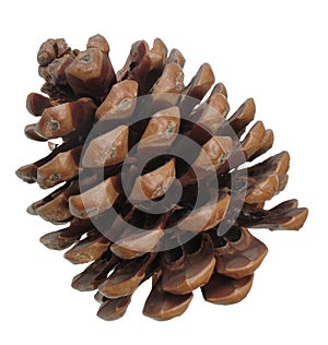 Pine cone
