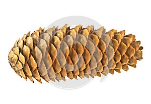 Pine cone isolated on white background