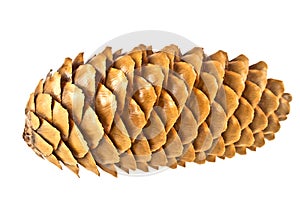 Pine cone isolated on white background