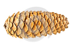 Pine cone isolated on white background