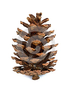 Pine cone isolated white background