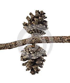 Pine cone, isolated on white  background, with clipping path