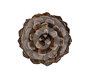 Pine cone, isolated on white  background, with clipping path