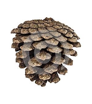 Pine cone, isolated on white  background, with clipping path