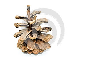 Pine cone isolated on white background. organ on plants of the division Pinophyta conifers that contains the reproductive photo