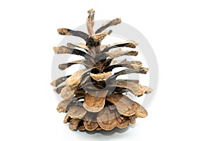 Pine cone isolated on white background. organ on plants of the division Pinophyta conifers that contains the reproductive