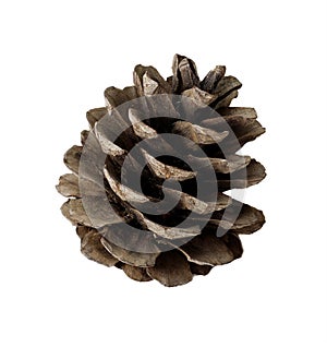 Pine cone isolated white