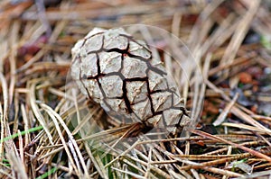 Pine cone