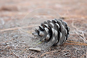 A Pine Cone Laying on the Forest Floor