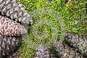 Pine Cone laying on green Moss,bryophytes.
