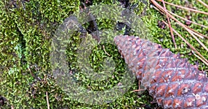 Pine Cone laying on green Moss,bryophytes.