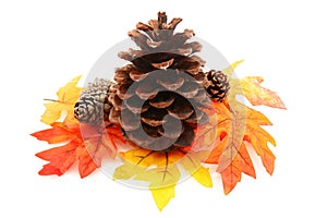 Pine Cone With Leaves