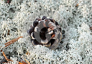 The pine cone lies among the lichen.