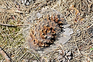 Pine cone lies on pine needles in the forest