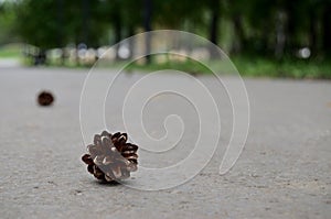 Pine cone lies on a walkway in the park where people walk