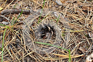 A pine cone is lying on the ground.