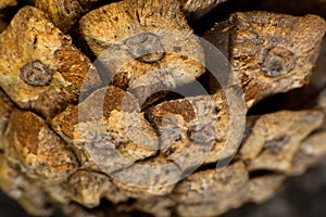 Pine Cone macro