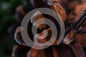 Pine cone macro, brown plates of a cone, scales in warm light of setting sun